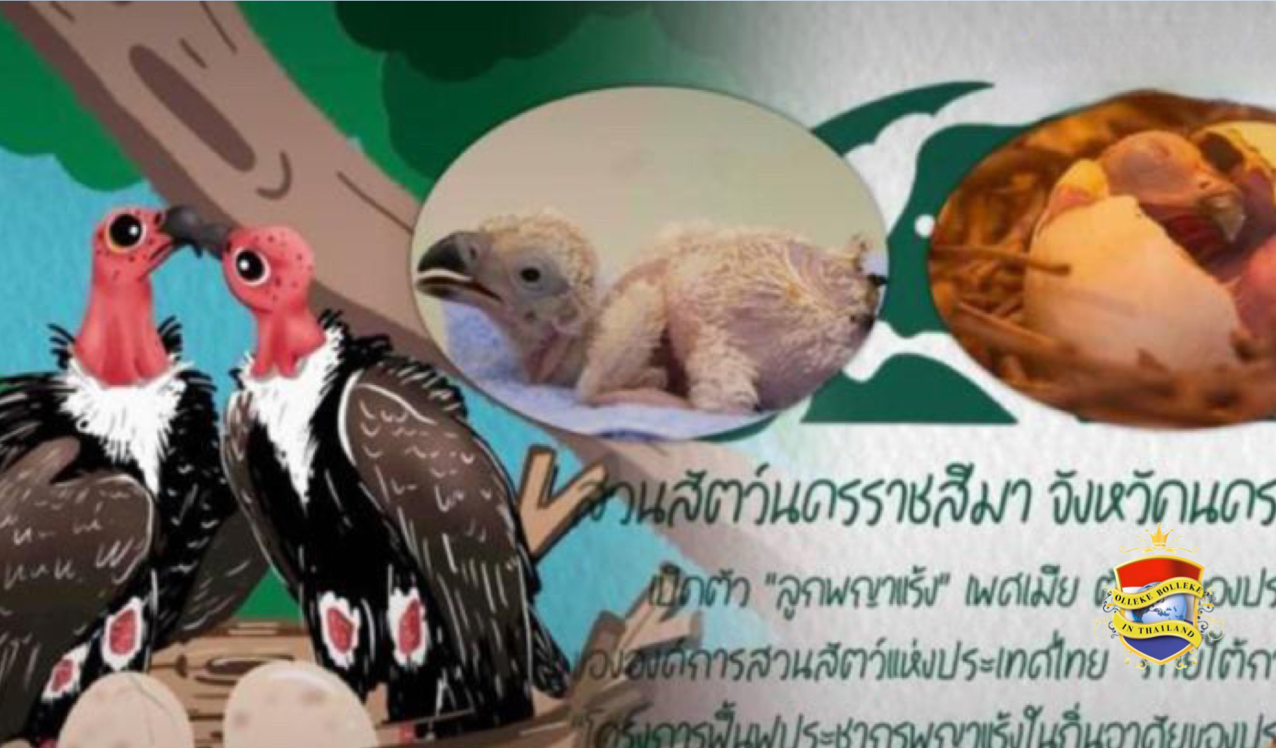 De dierentuin van Korat verblijdt met de geboorte van twee Roodkop-gieren