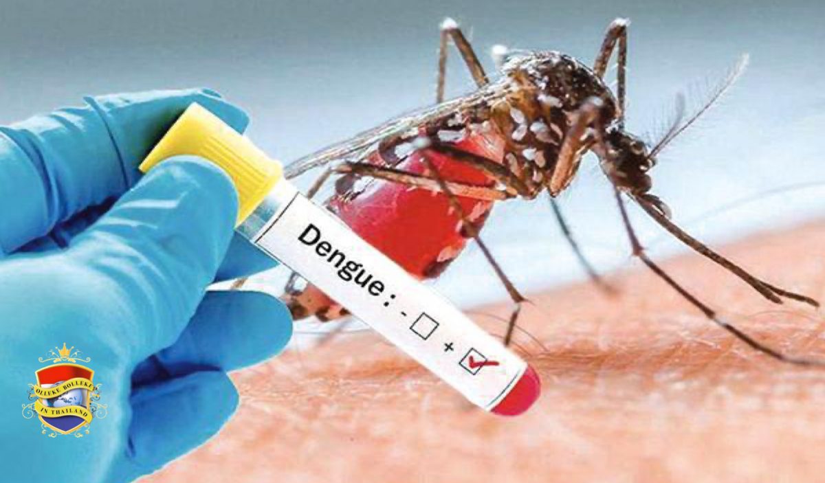 Vanaf nu vaccin tegen dengue in Nederland verkrijgbaar: ‘Prik van de tijgermug kan dodelijk zijn’