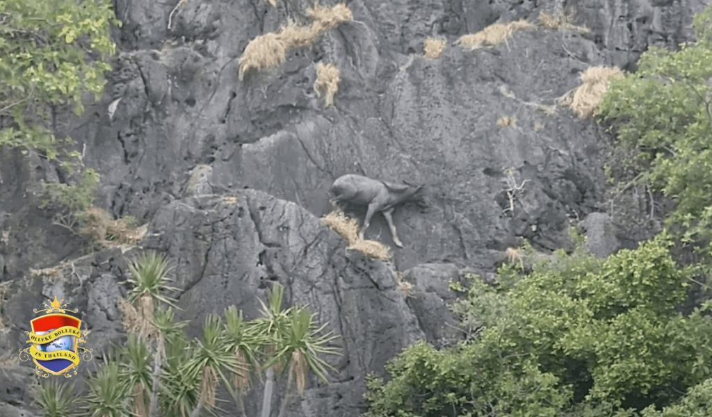 🎥 | Thaise parkmedewerkers hebben in het Khao Sam Roi Yot Nationaal Park een zeldzame, bedreigde bosgems gespot