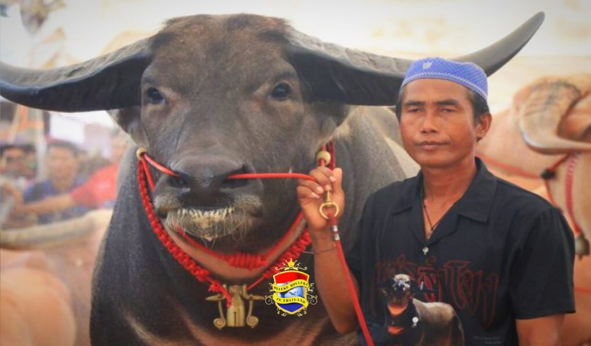 Boer in Noord-Thailand biedt zijn buffel te koop aan voor de lieve som van 50 miljoen baht