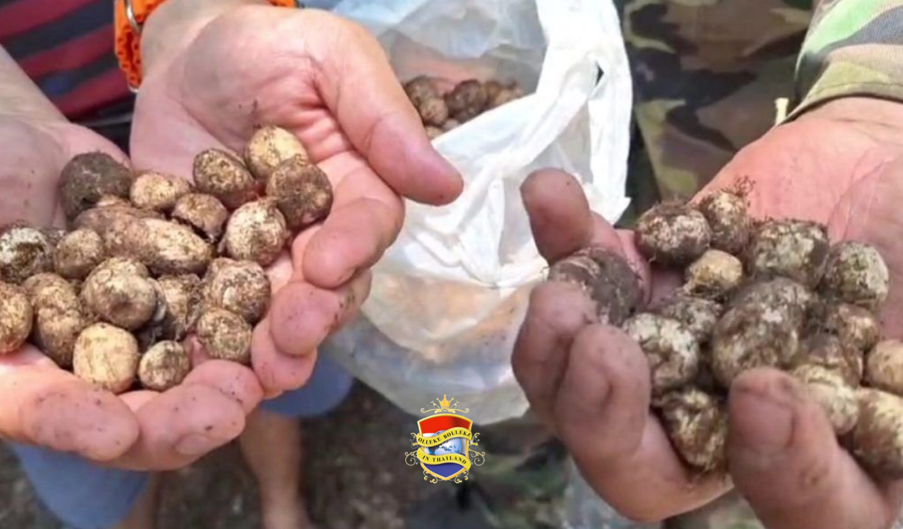Bewoners in Noord-Thailand plukken de meest lekkere paddestoelen aan het begin van het moessonseizoen