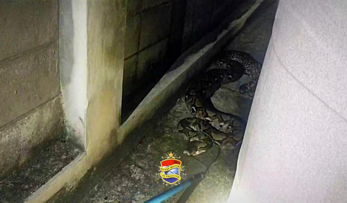Kaa de python vreet poes Minoes met huid en haar op, slangenvangers uit Pattaya pakken Kaa bij zijn staart
