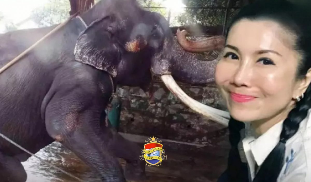 Bewondering voor de vrouw achter de terugkeer staat van een zieke olifant uit Sri Lanka 