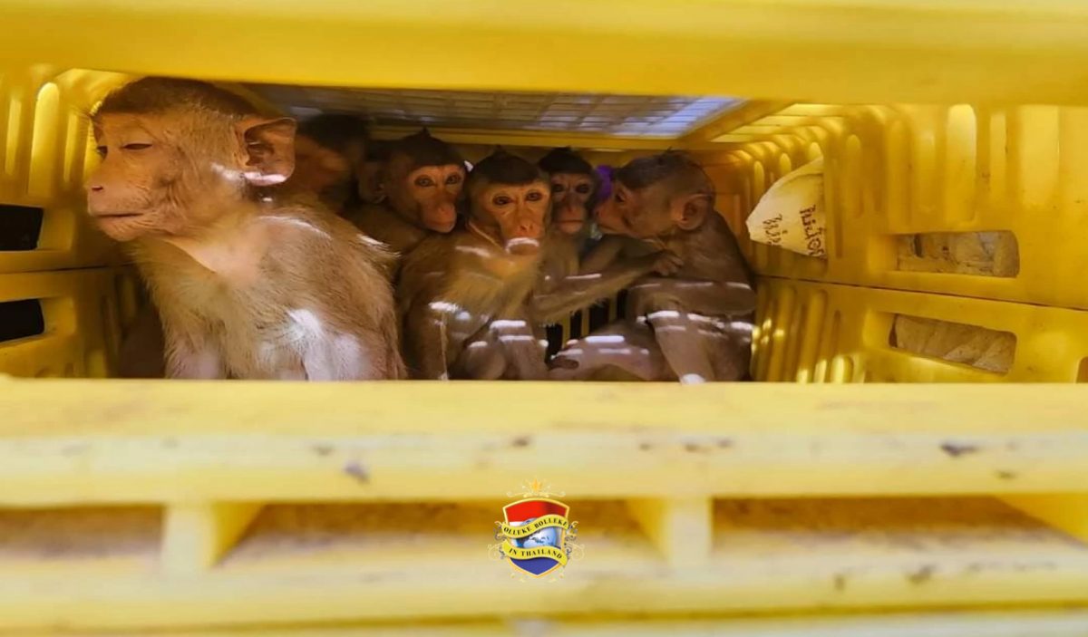 14 karkassen van makaken gevonden bij een inval in huis in Centraal-Thailand 