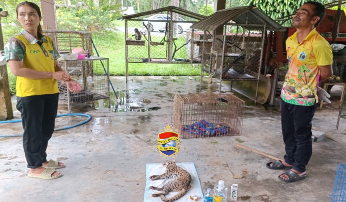 Thaise man rijdt in Zuid-Thailand één Aziatische luipaard kat aan, het beestje leeft amper nog