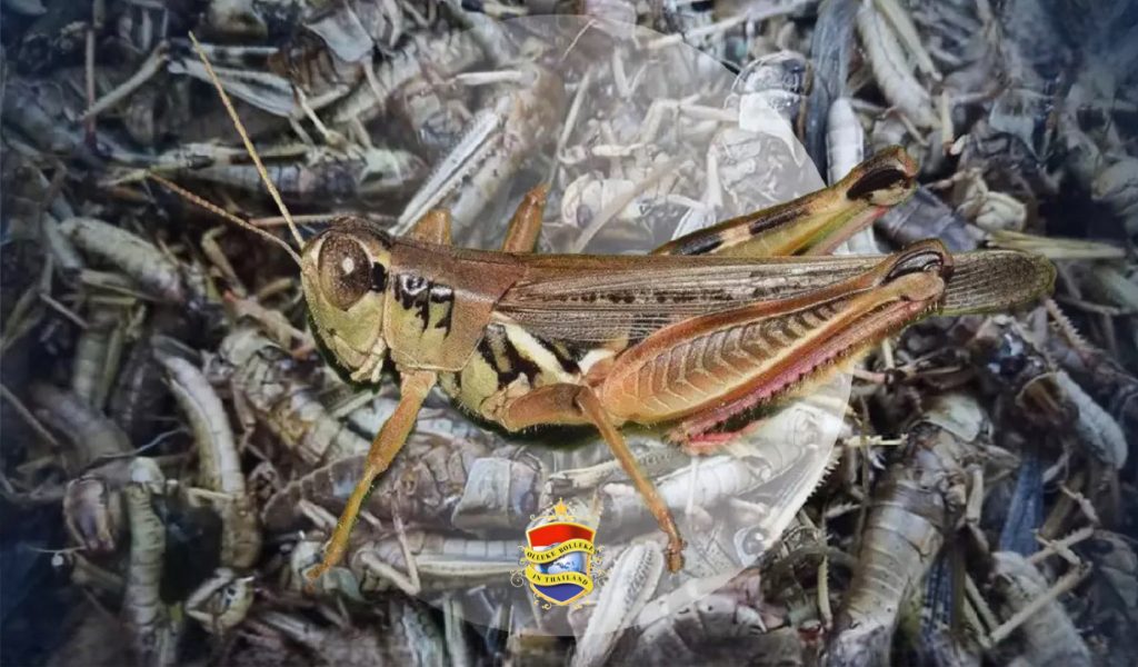 Echtpaar in Noordoost-Thailand springt een beter leven binnen met het kweken van sprinkhanen