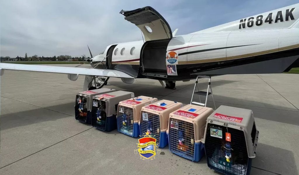 Zes zwerfhonden uit Thailand vliegen per privéjet naar de VS voor een nieuw leven 