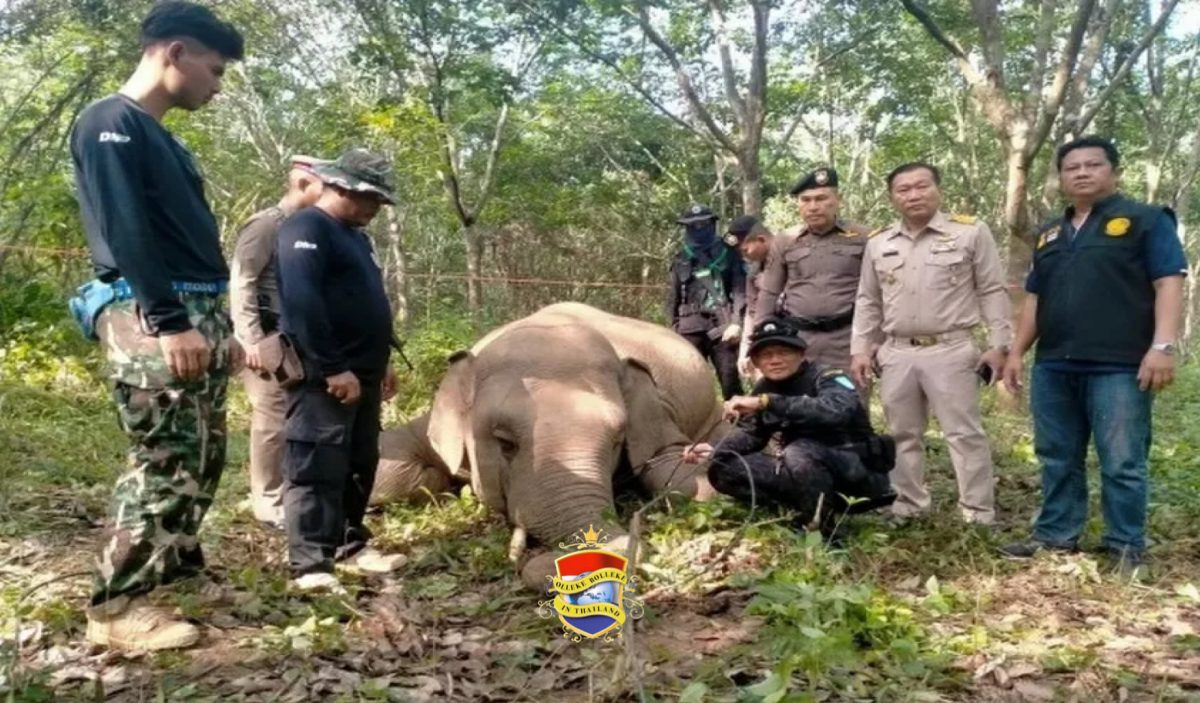 In Oost-Thailand voltrok zich een treurig ongeval, een 3 ton zware olifant werd geëlektrocuteerd