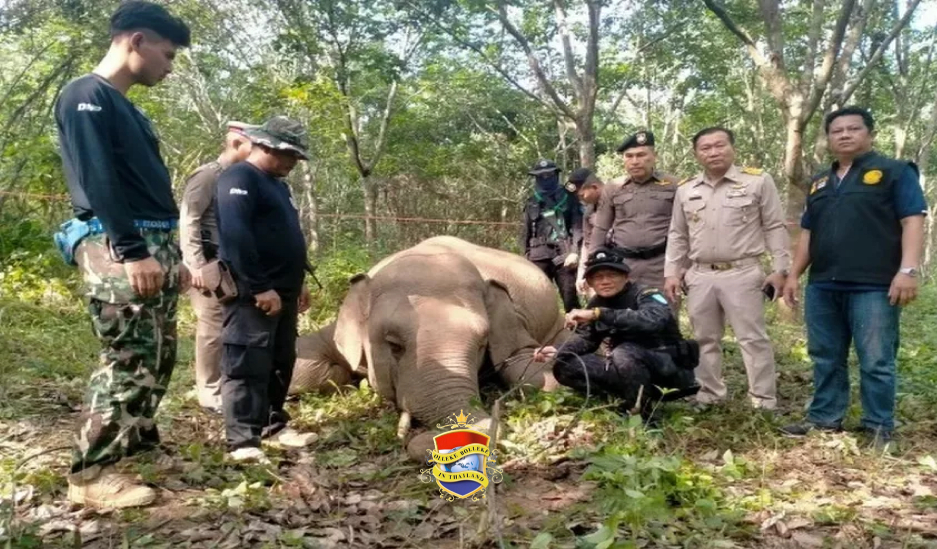 In Oost-Thailand voltrok zich een treurig ongeval, een 3 ton zware olifant werd geëlektrocuteerd