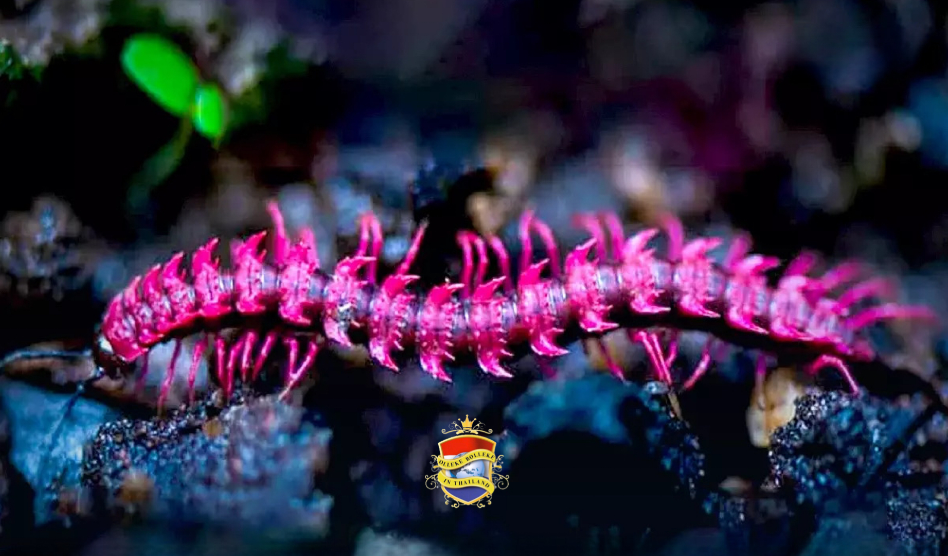 De Thaise dierenwereld heeft zijn eigen giftige moordenaar en het is gevaarlijk roze óók!