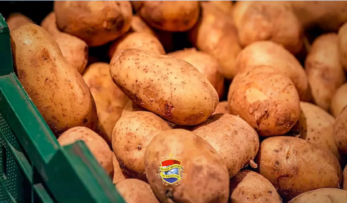 De druppelirrigatie verhoogt de winst van aardappeltelers in Thailand