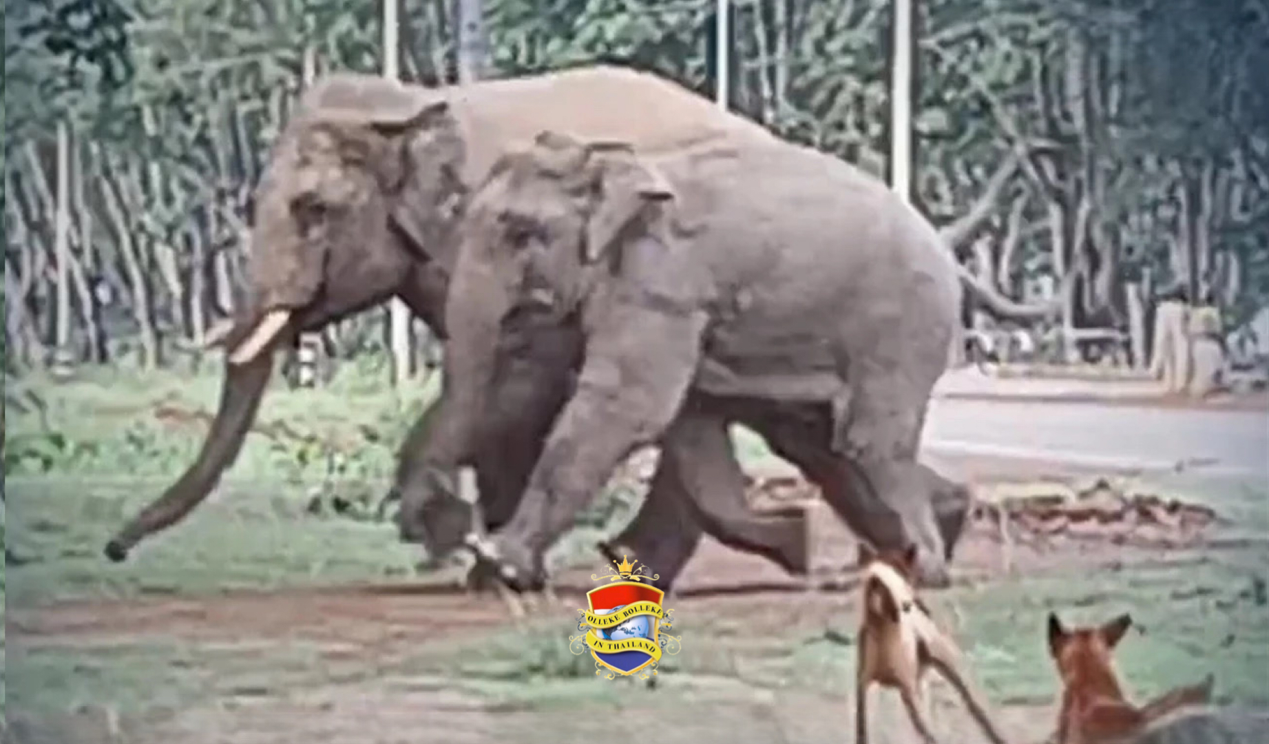 Zelfs wilde olifanten waren geen partij voor een roedel honden in Chachoengsao