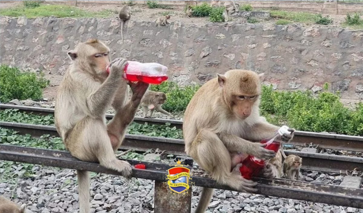 De apen in Lopburi hebben last van hittegolf, bewoners van deze stad trekken aan de bel
