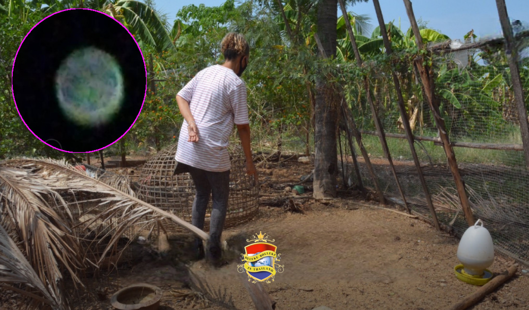 Thailand in de ban van een onbekend “iets” dat de kippen van de lokale bevolking doodt