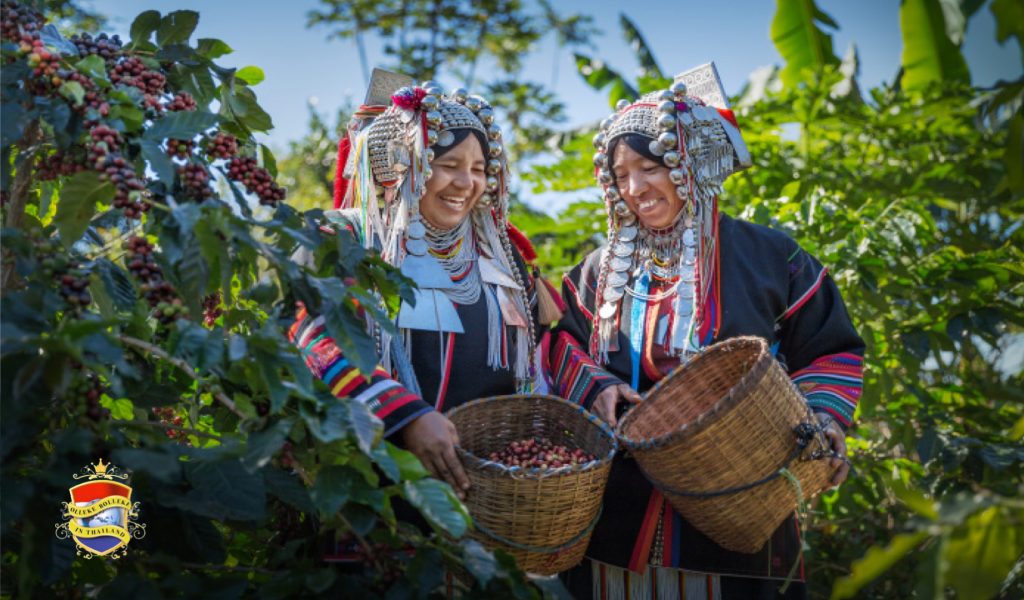 Waar komt in Thailand de lekkerste koffie vandaan?