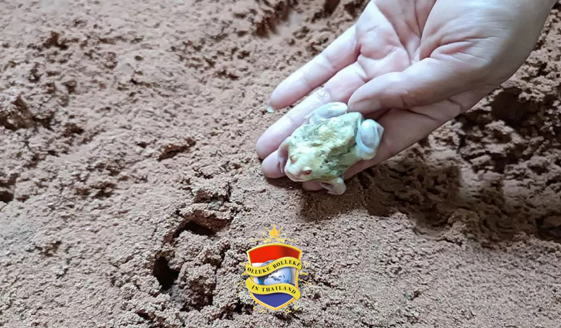 Bijgelovig Thailand staat op zijn kop nadat er in de Isaan een zeldzame witte kikker is ontdekt, het amfibie heeft ook nog rode ogen