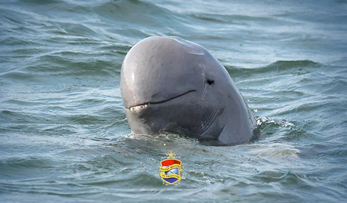 Het brugproject over het songkhla-meer geeft aanleiding tot bezorgdheid over de laatste Irrawaddy-dolfijnen in Zuid-Thailand 