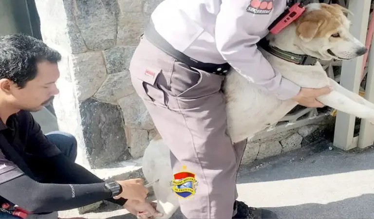 Pattaya voert sterilisatie-inspanningen op om het aantal  zwerfhonden in de stad een halt toe te roepen