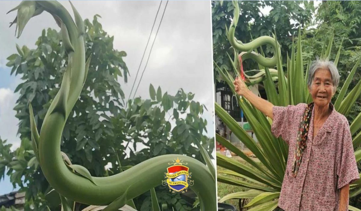 Vreemd groeiende boom trekt in Noordoost-Thailand gelukzoekers aan, maar lokt tegelijkertijd bezetenheid uit