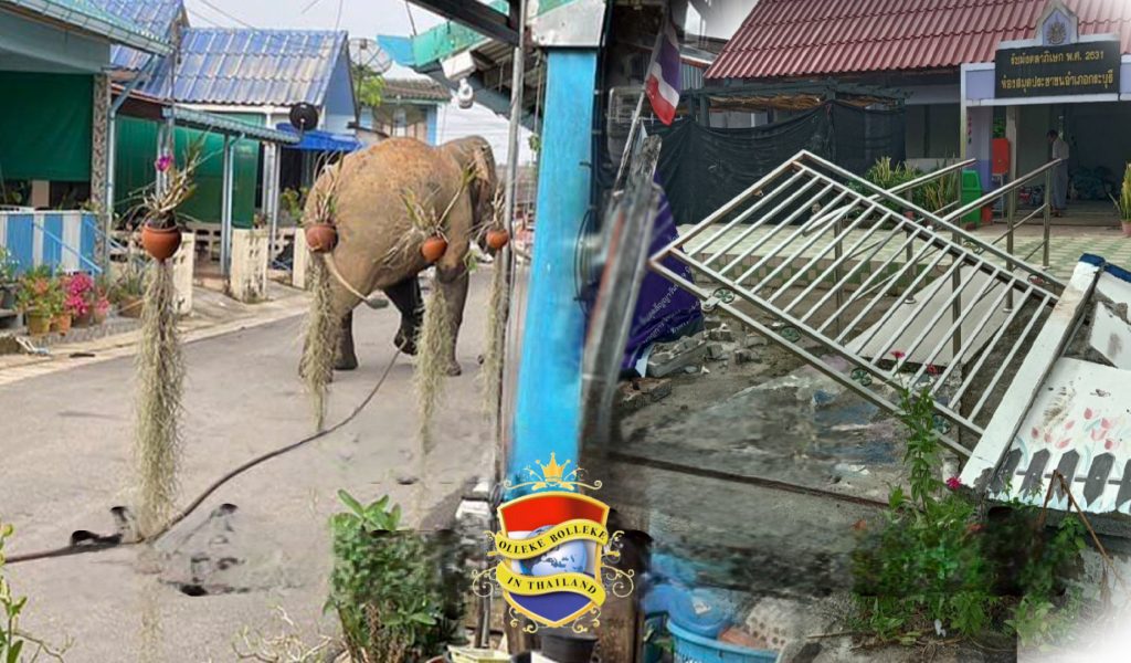 🎥 | Olifant richt in Zuid-Thailand grote schade aan, auto’s, huizen en overheidskantoren waren het doelwit van deze pachyderm 