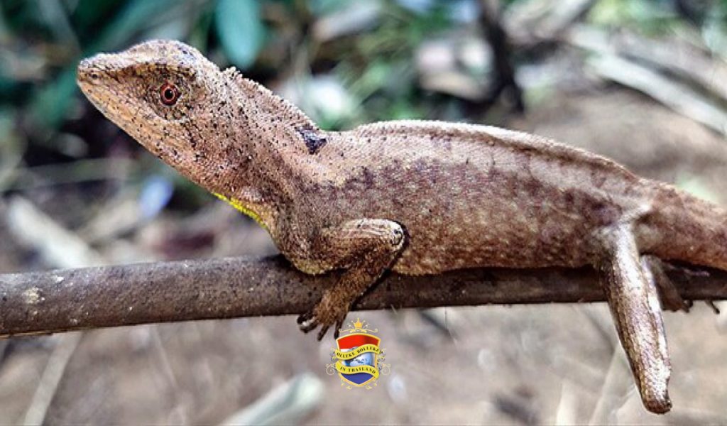 380 nieuwe planten en dieren in Zuidoost-Azië ontdekt, waaronder agressieve hagedis