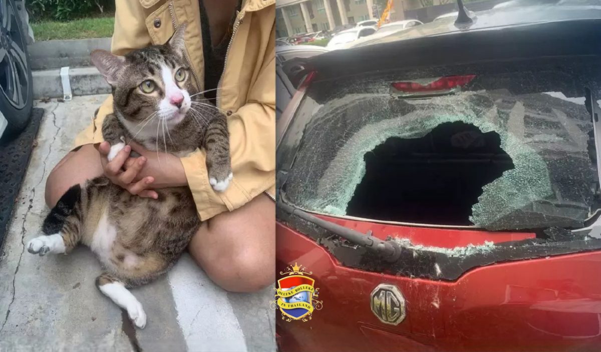 De dikke kater “Shifu” prijst zich gelukkig dat katten 9 levens hebben nadat hij een val van 6 etages heeft overleefd