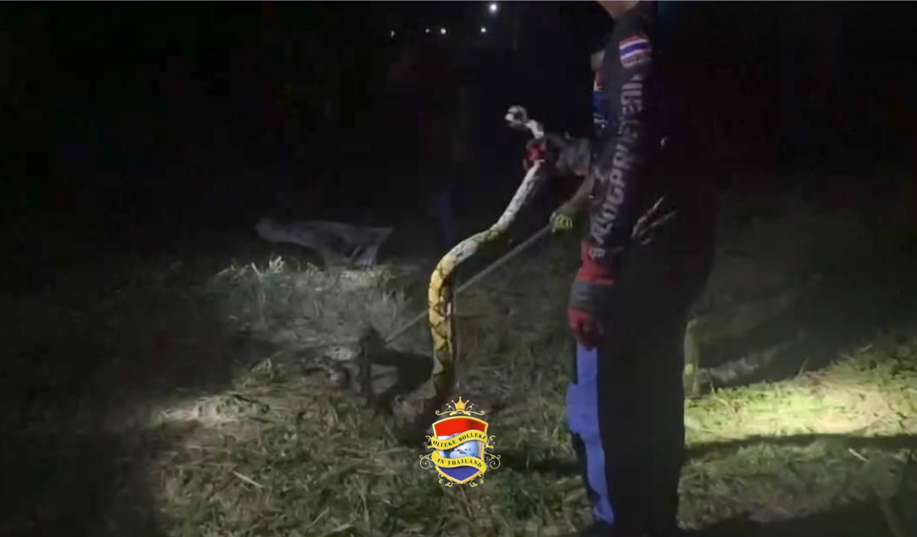 Python verorbert bijna 200 kwartels in een mum van tijd in de kustplaats Pattaya
