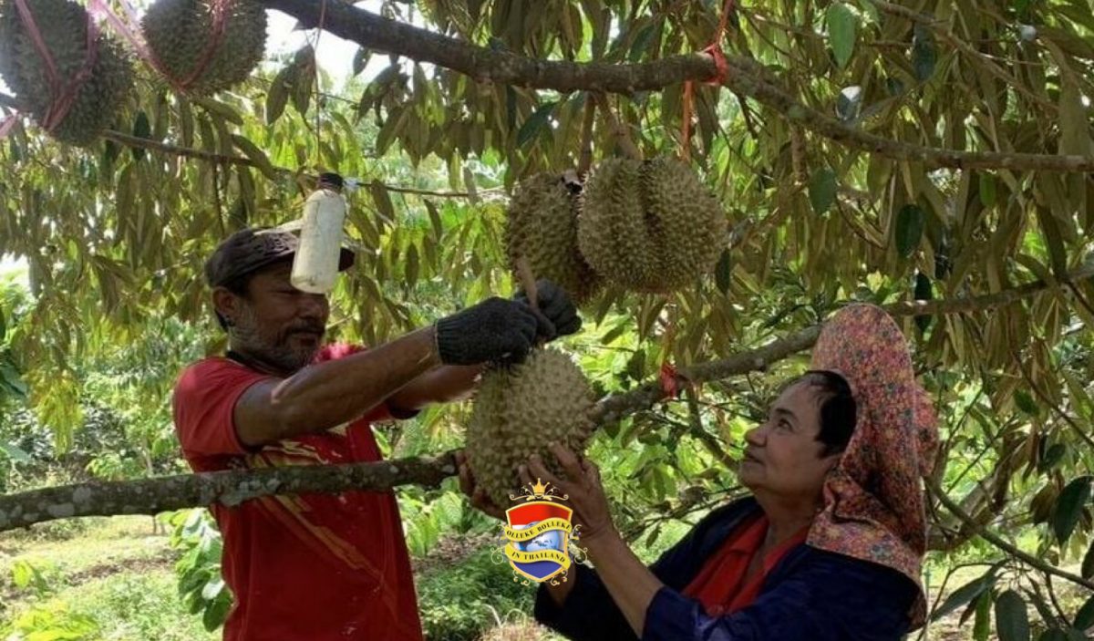Boerin in Zuid-Thailand kweekt een uniek Durian ras dat nationale lof trekt