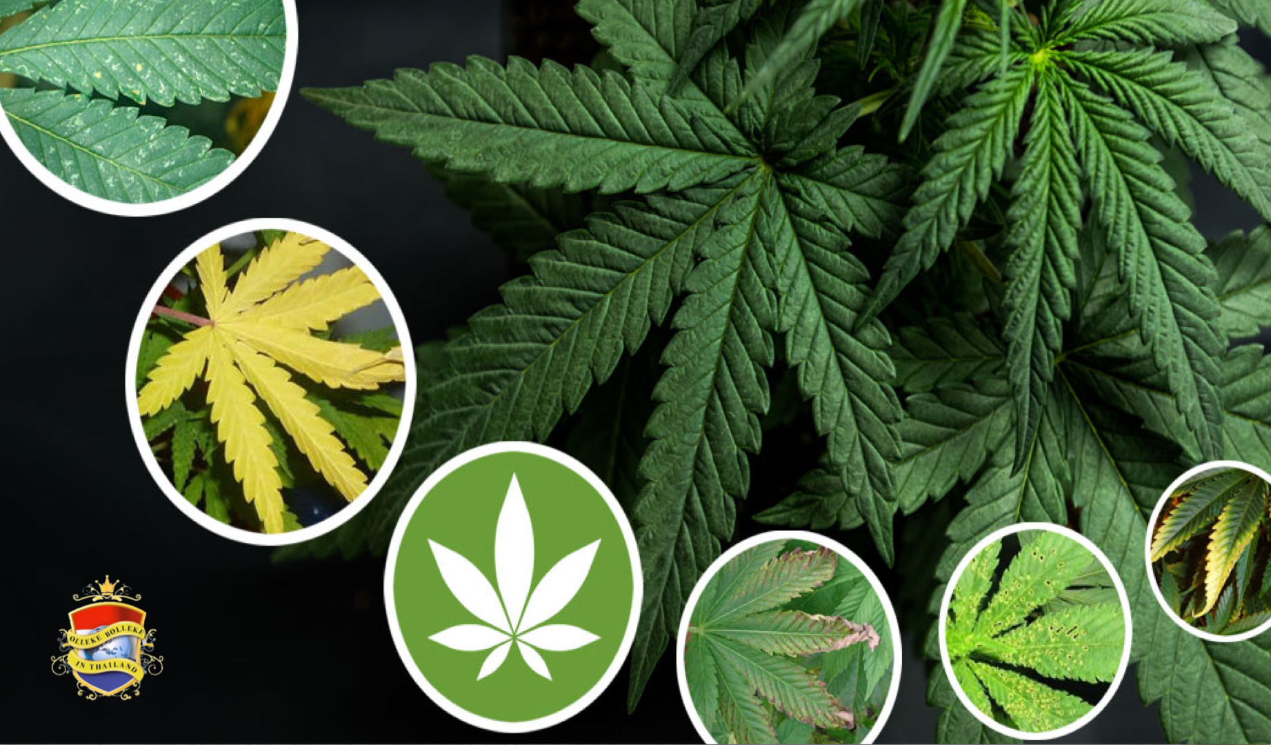 De handel van cannabis in Thailand lijdt onder illegale import wiet uit de Verenigde Staten, maar óók de Nederlanders weten hun weg