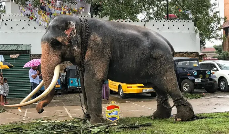 Thaise olifant in erbarmelijke gezondheid wordt vanuit Sri Lanka naar Thailand teruggebracht