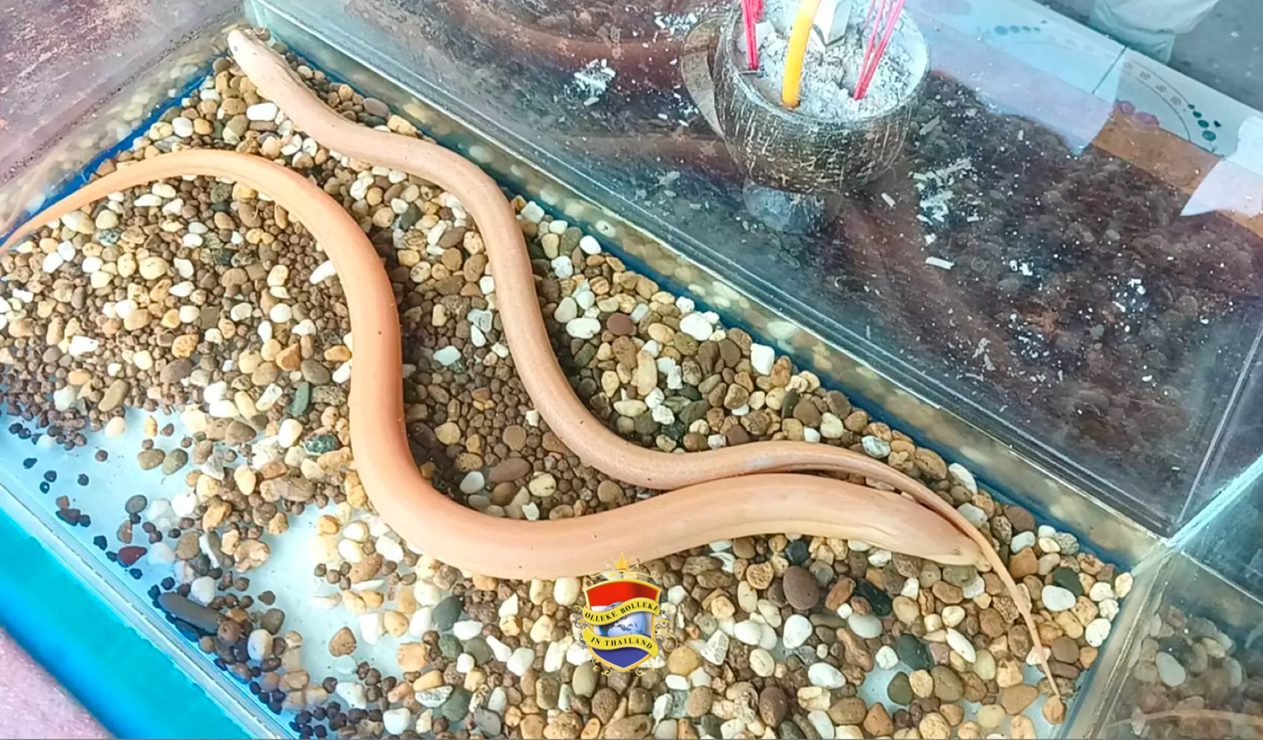 Worstverkoper in Noordoost-Thailand vangt twee albino-palingen, de lokale bevolking gelooft dat het geluk hun kant uitkomt