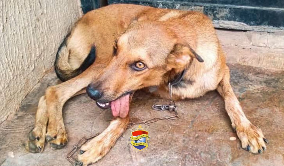 Let op! Uitbraak van hondsdolheid eist 3 levens in 3 provincies; dringende vaccinatie aangedrongen