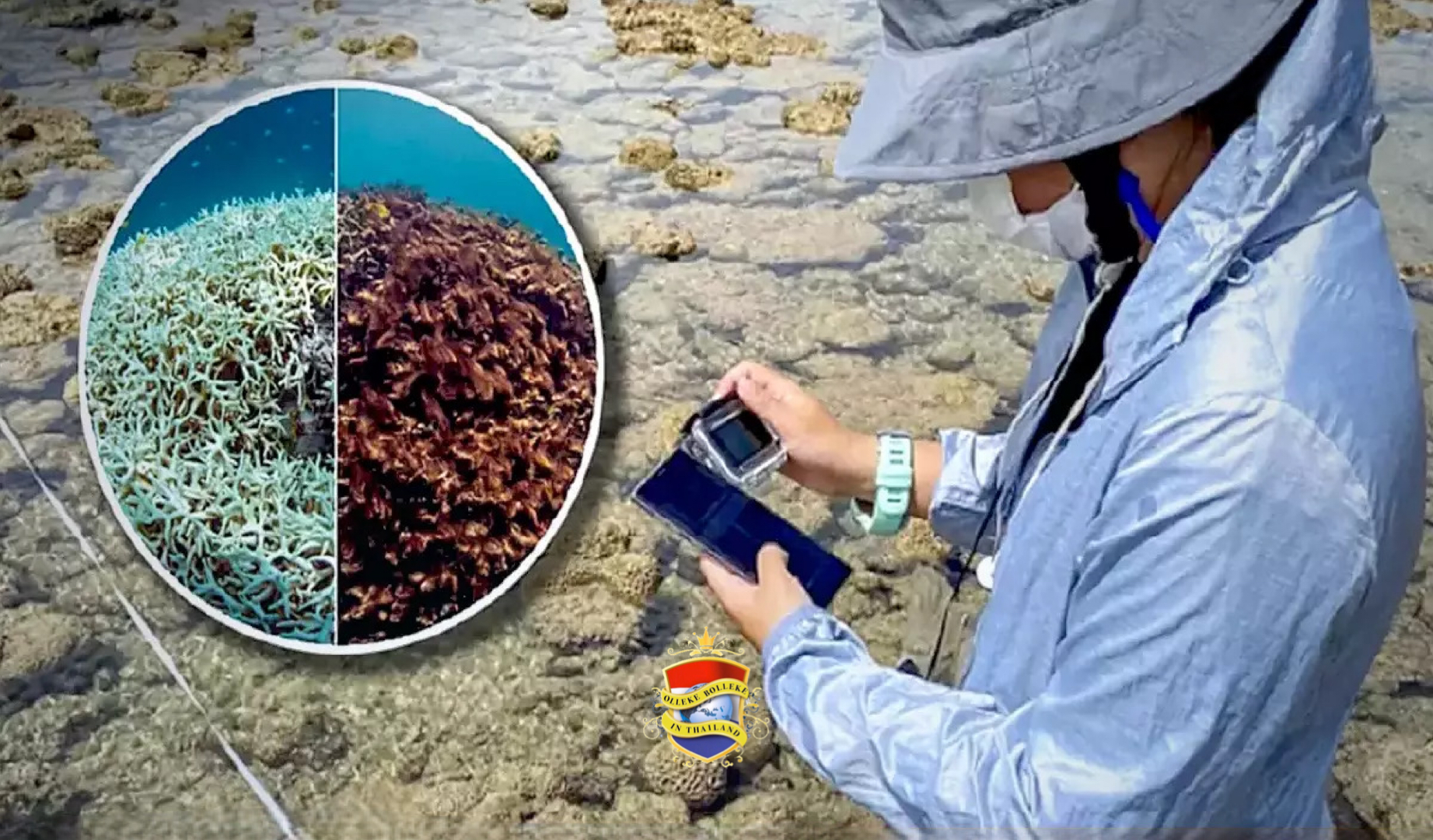 De opwarming van de aarde verwoest het Thaise zeeleven nu al, zo waarschuwt een vooraanstaand zee ecoloog