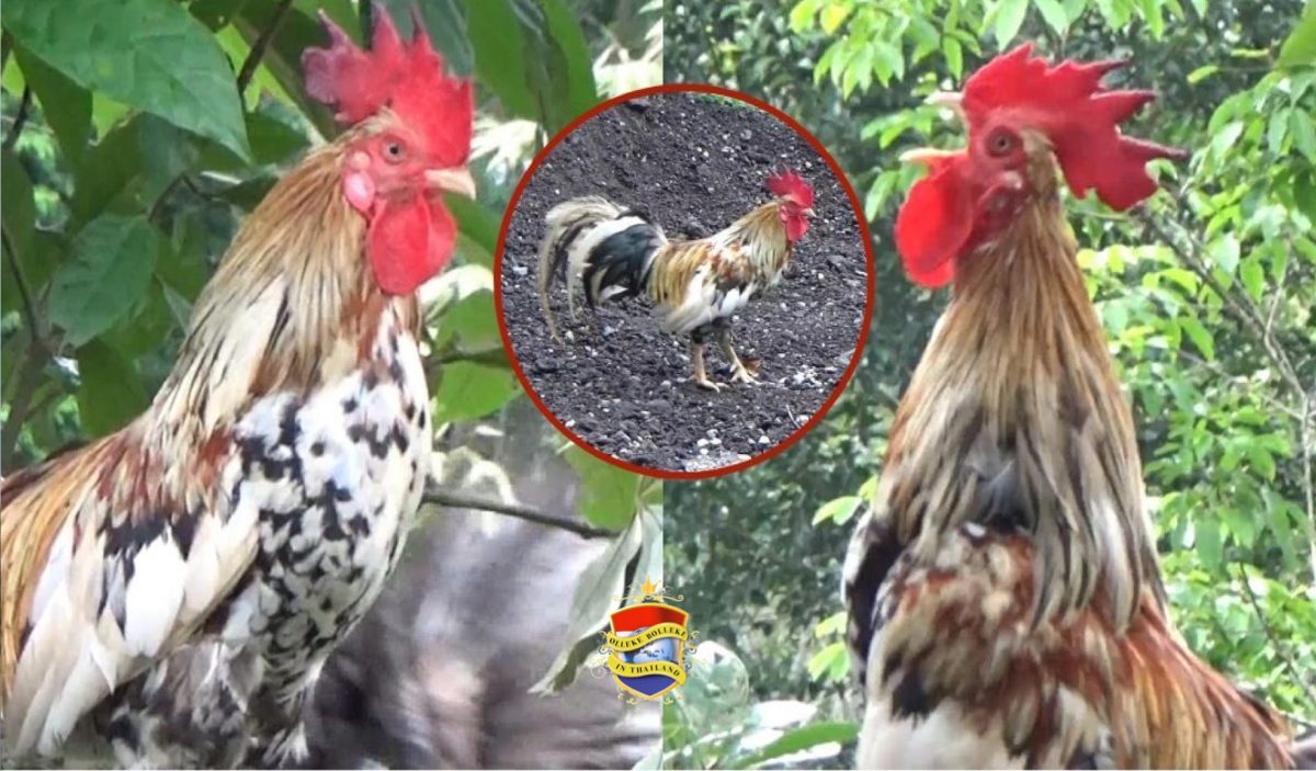 Lachende kippen brengen vreugde en winst op een boerderij in Zuid-Thailand 