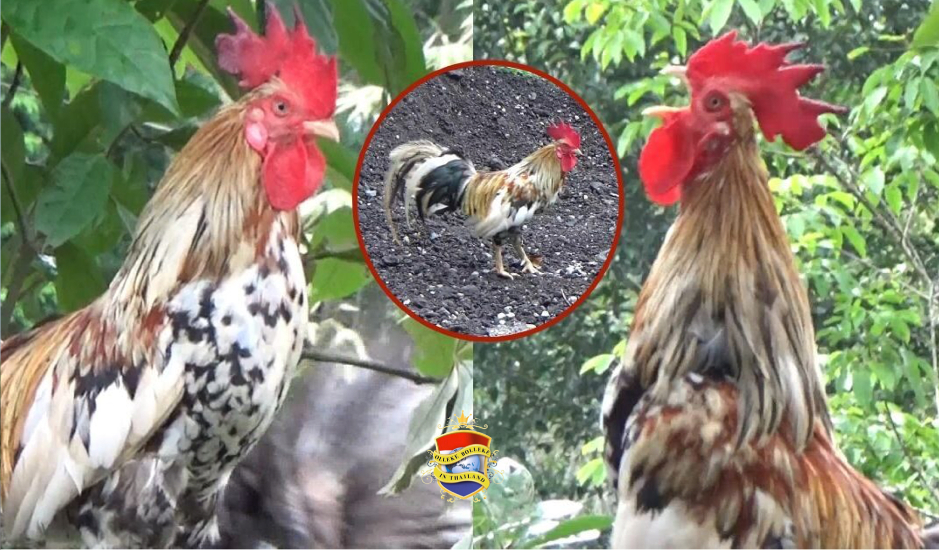 Lachende kippen brengen vreugde en winst op een boerderij in Zuid-Thailand 