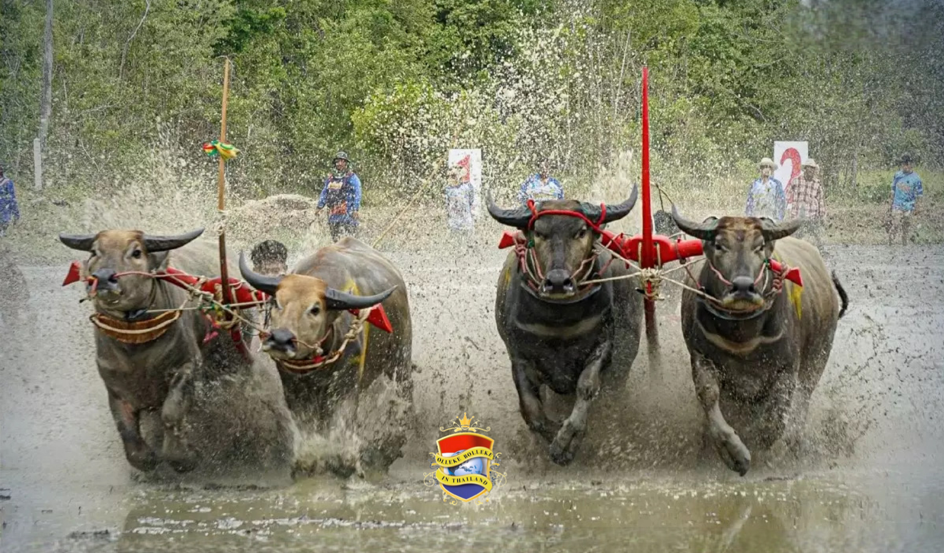 Chonburi trapte afgelopen zondag het rijstplantseizoen af ​​met een rauwe traditie die minstens twee eeuwen teruggaat: buffelraces.