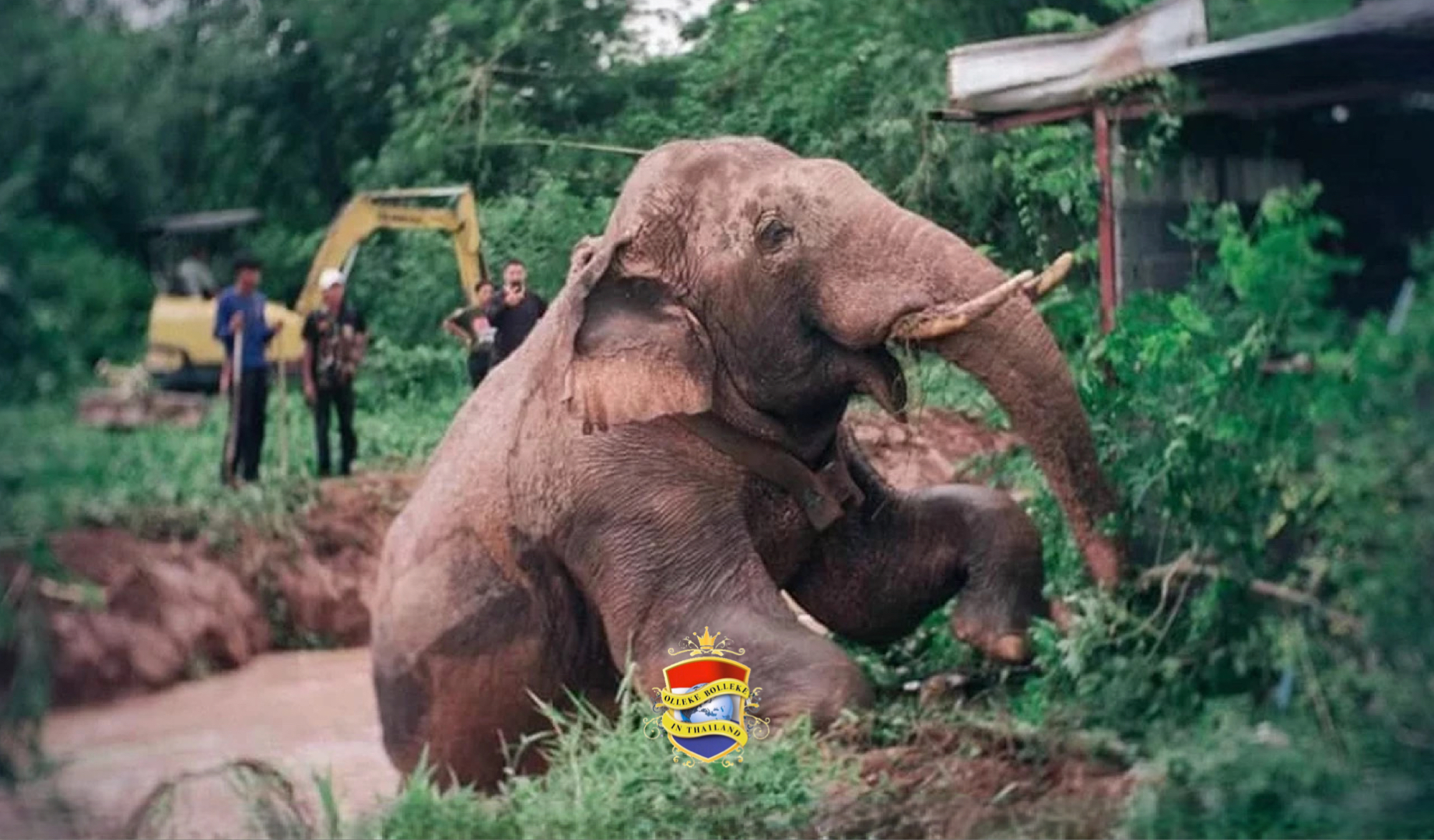 Wilde olifant ‘Plai Sarika’ in Oost-Thailand gered na een val in een twee meter diepe vijver 