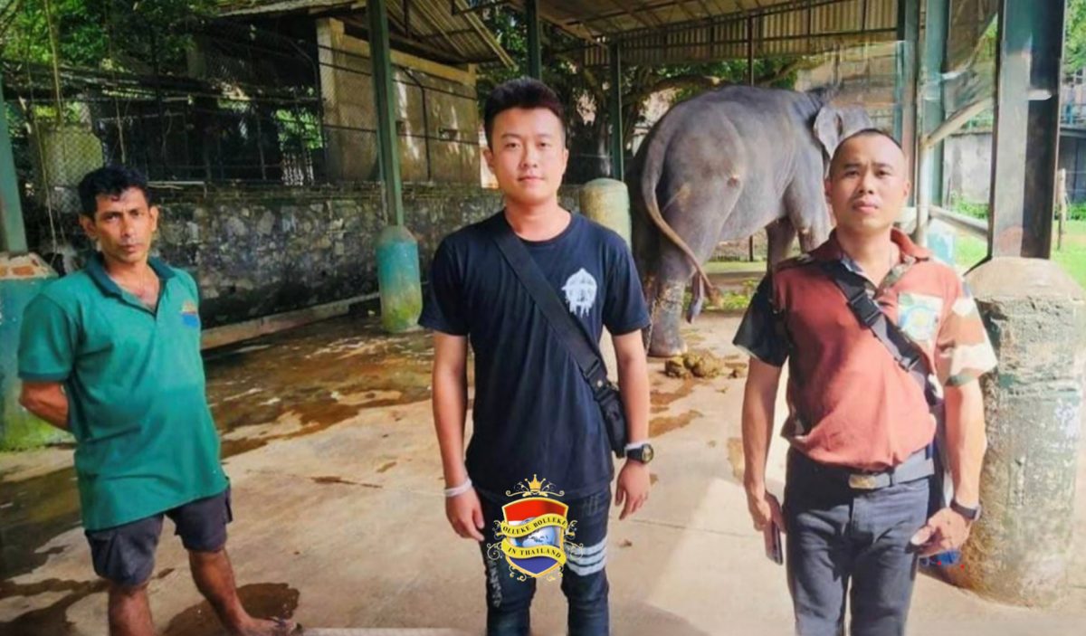 De kennismaking tussen de zieke Thaise olifant in Sri Lanka en uit Thailand overgevlogen mahouts gaat voorspoedig 