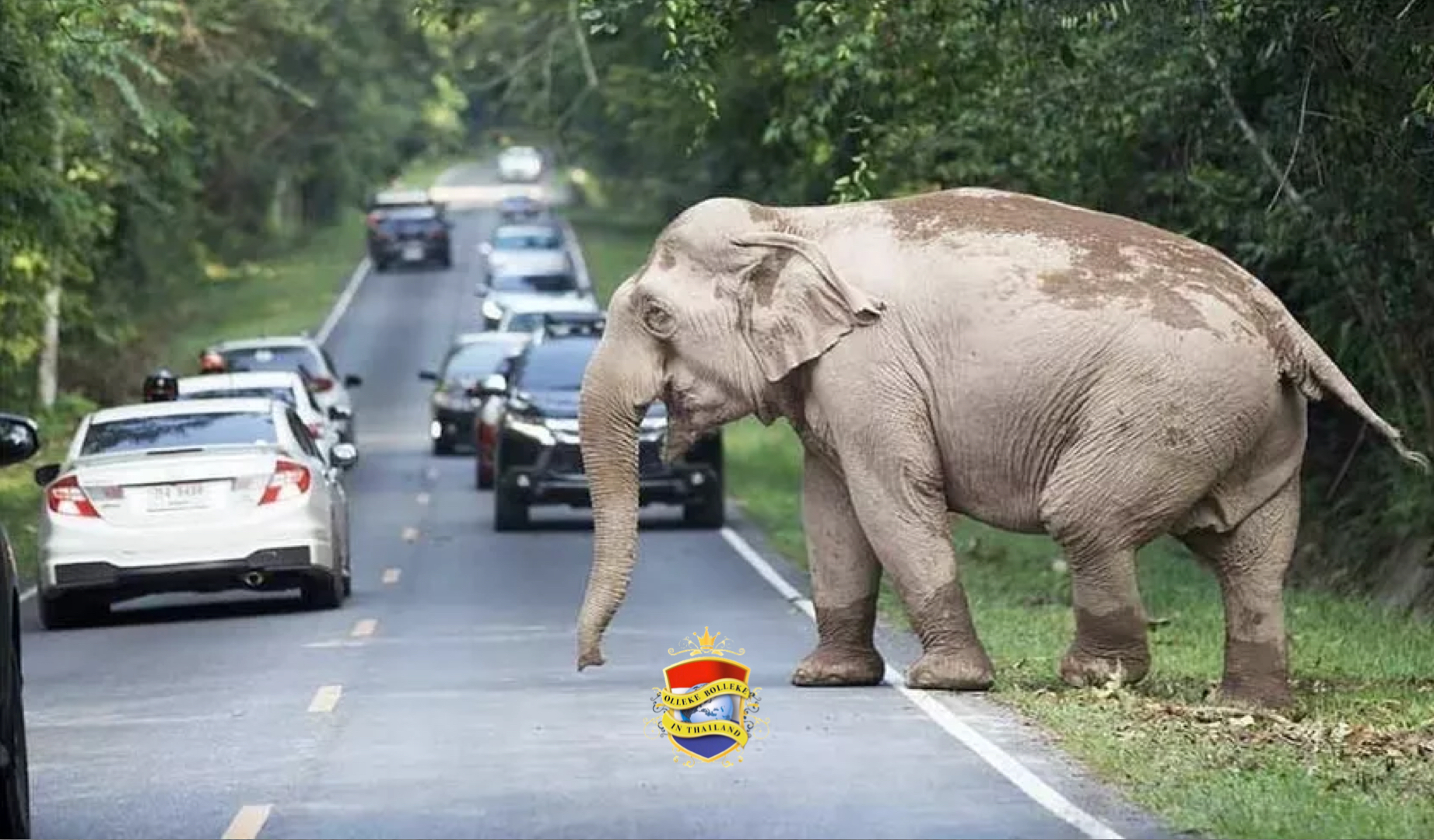 Enorme wilde olifant doet het verkeer in Noordoost-Thailand in allerijl rechtsomkeert maken 