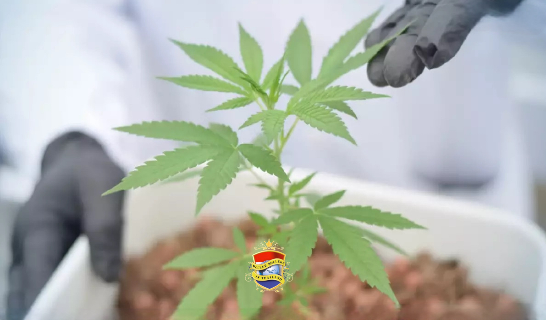 Het opnieuw strafbaar stellen van cannabis zal de bloeiende wietindustrie in Thailand doen verwelken