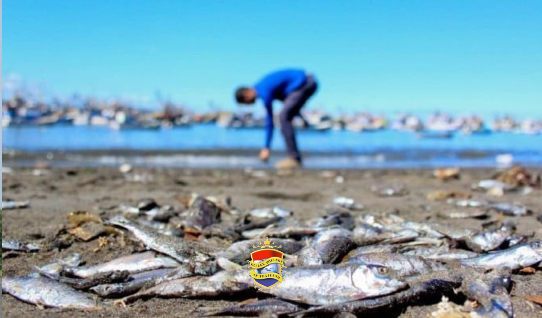 Klimaatverandering in Zuid-Thailand heeft mogelijk geleid tot extreme plankton bloei, duizenden dode vissen spoelen aan