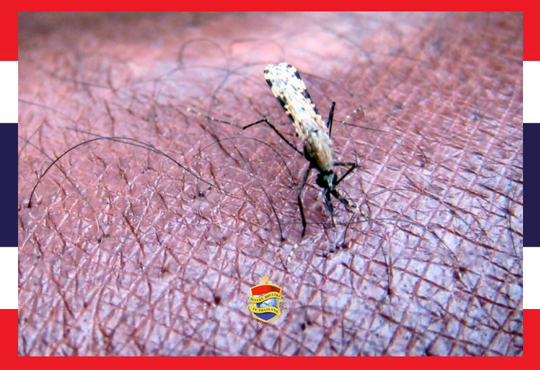 Alarmerende toename van malaria in Thailand