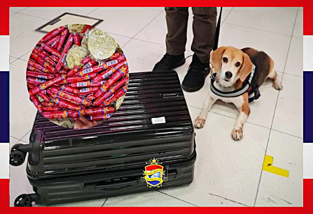 Beagles ruiken Illegale varkensworstjes waardoor een varkenspest-uitbraak op de luchthaven van Bangkok wordt voorkomen