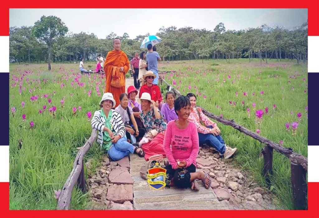 De Siam-tulpenvelden in het noordoosten van Thailand trekken massaal toeristen