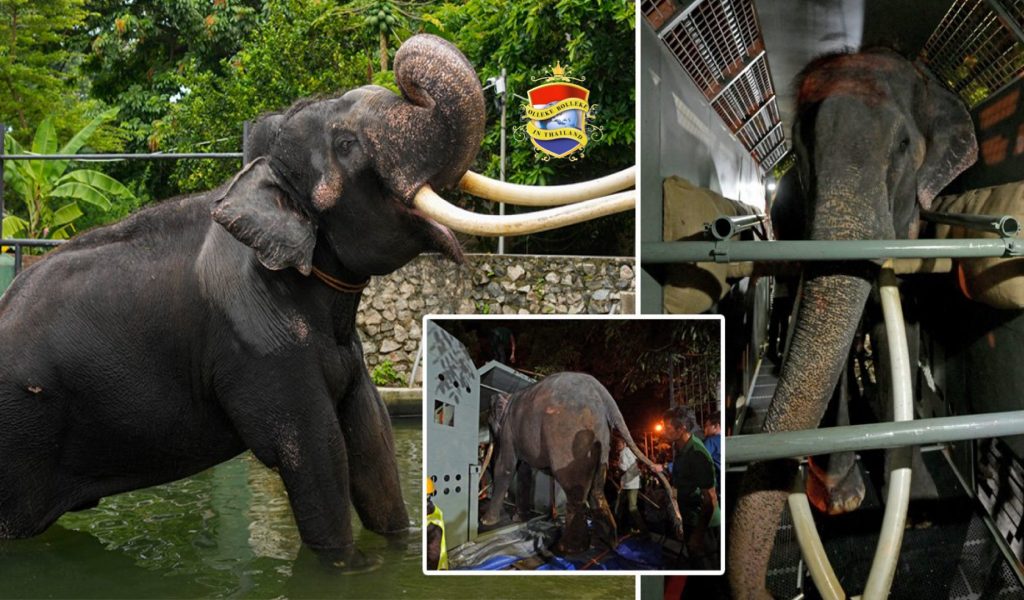 🎥 | Sak Surin is van Sri Lanka naar zijn geboorteland Thailand overgebracht