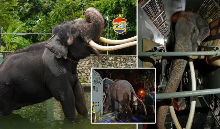 🎥 | Sak Surin is van Sri Lanka naar zijn geboorteland Thailand overgebracht
