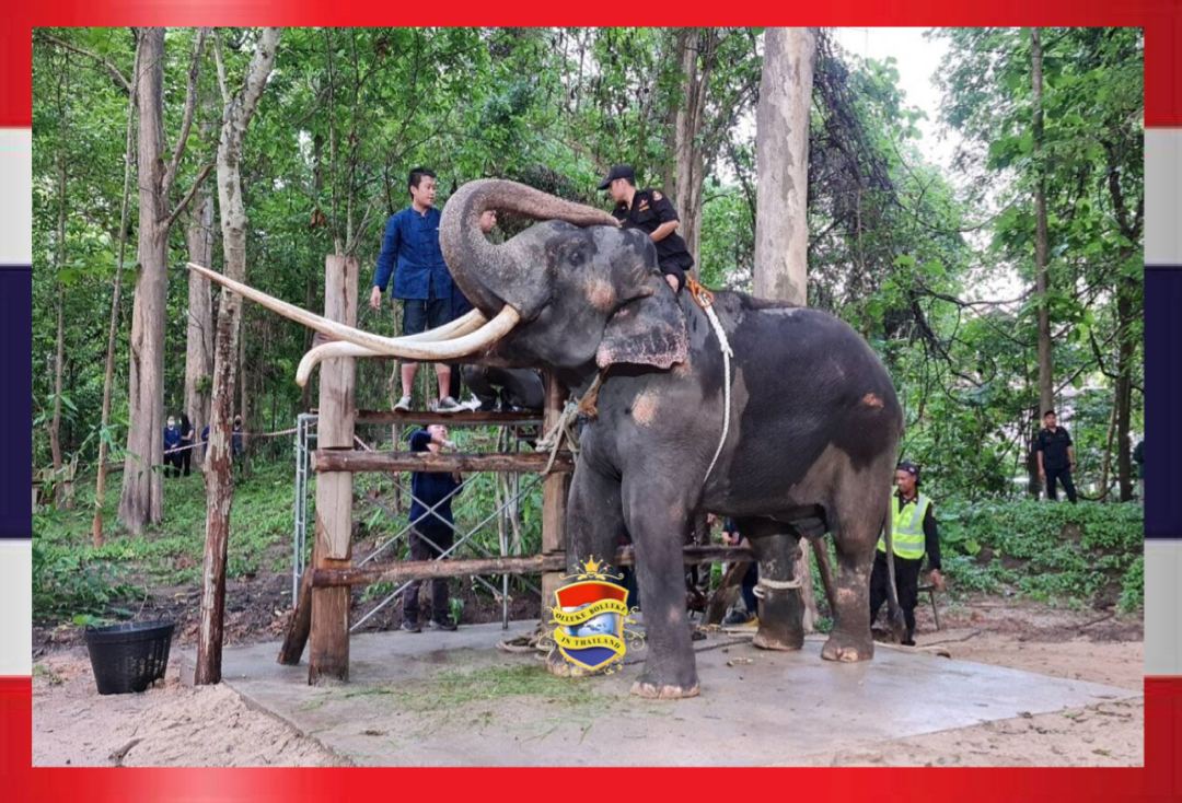 Koning van Thailand zet zich financieel in om de mishandelde olifant Sak Surin weer in een goede gezondheid te laten verkeren