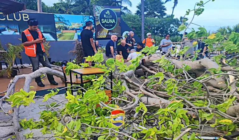 Buitenlandse man raakt gewond wanneer een grote boom in Soi 5 van de Pratumnak Road op hem viel