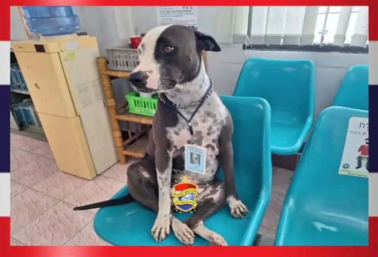 🎥 | Hond in een ziekenhuis in Noordoost-Thailand wordt een TikTok-sensatie als patiëntenassistent 