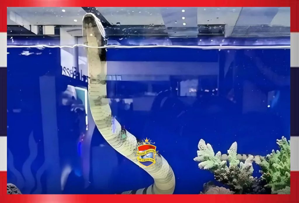 Ministerie van Visserij van Thailand verdedigt de tentoonstelling van een zeer giftige zeeslang